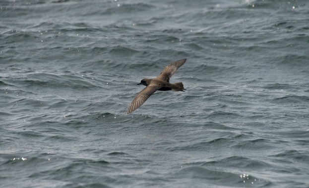 Буревестник е прелетял 1146 км за 11 часа над тайфуна