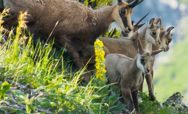 Днес отбелязваме 32 години Национален парк „Централен Балкан“