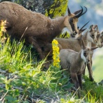 Днес отбелязваме 32 години Национален парк „Централен Балкан“