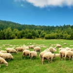 България кандидатства пред ЮНЕСКО с традиционната сезонна паша в българските планини