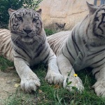 Бейби бум в зоопарка във Варна