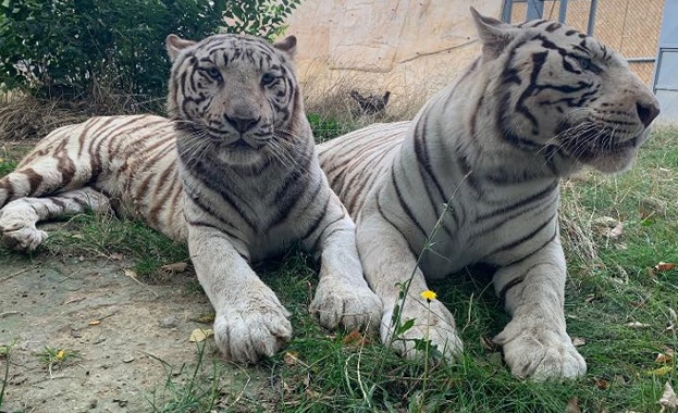 През тази година обитателите във варненския зоопарк стават все повече