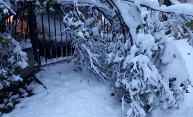 Десетки паднали дървета в центъра на столицата Заради тежкия сняг и