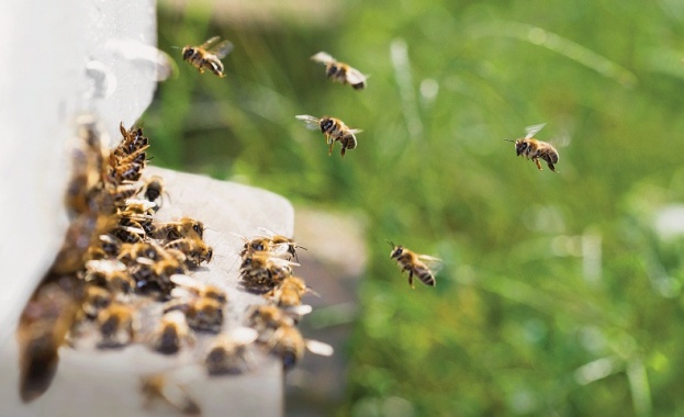 Интензивният трансфер на чужди подвидове медоносни пчели застрашава генетичното разнообразие