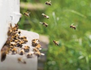 Как да опазим българската медоносна пчела
