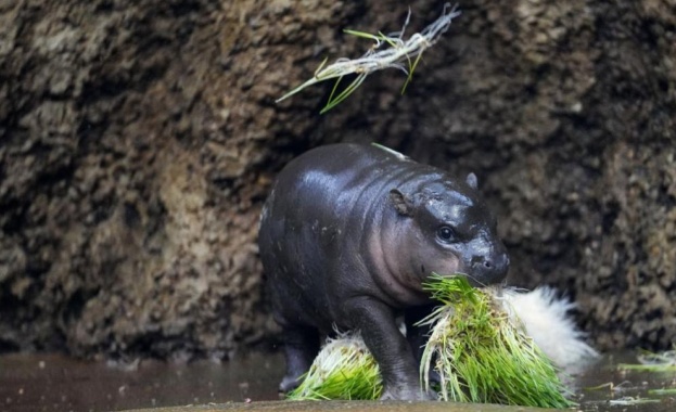 Новородено хипопотамче се превърна в тотален хит сред посетителите на