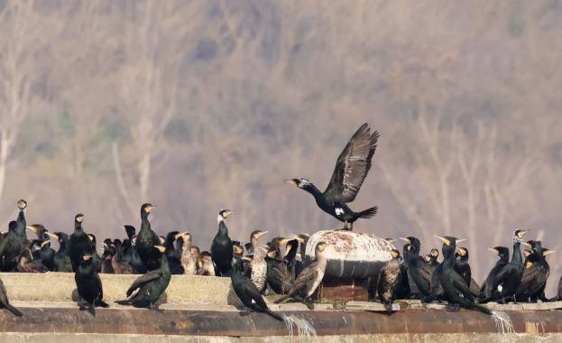 Тази година се проведе 48 то преброяване на зимуващите водолюбиви птици