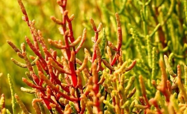 В Бургас създадоха уникална зелена сол но без сол Тя