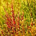 В Бургас създадоха уникална зелена сол