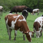 Евростат: Постоянните пасища в България са били най-евтините в ЕС