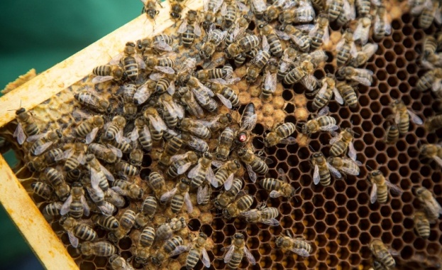 Държавен фонд Земеделие (ДФЗ) ще предоставя кредити на пчеларите за
