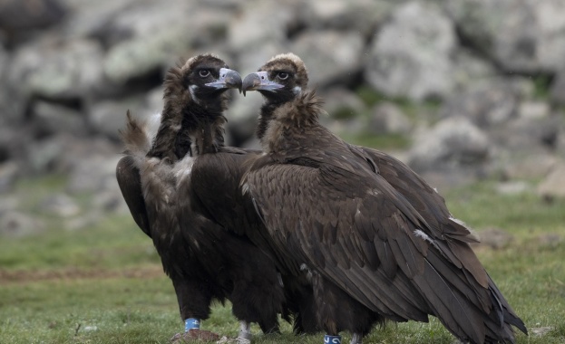 9 черни лешояда картали са дарени на страната ни от