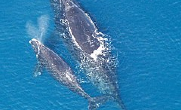 Критично застрашен северноатлантически гладък кит беше открит мъртъв край източното