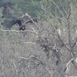 Първите за сезон 2024 в България черни лешояди снесоха яйца