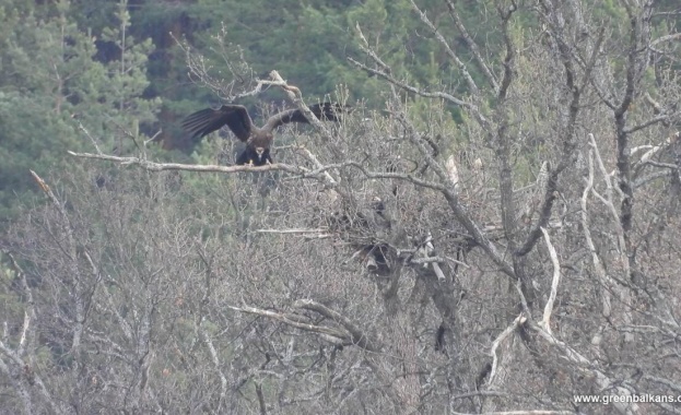 Първите за сезон 2024 в България две двойки черни лешояди