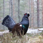 Заснеха рядка птица в Родопите