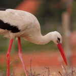 С пристигането на белия щъркел стартира кампания по неговото опазване