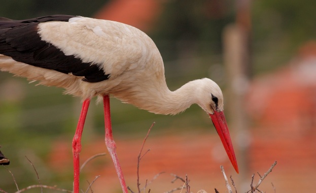 На 5 ти март Българското дружество за защита на птиците БДЗП