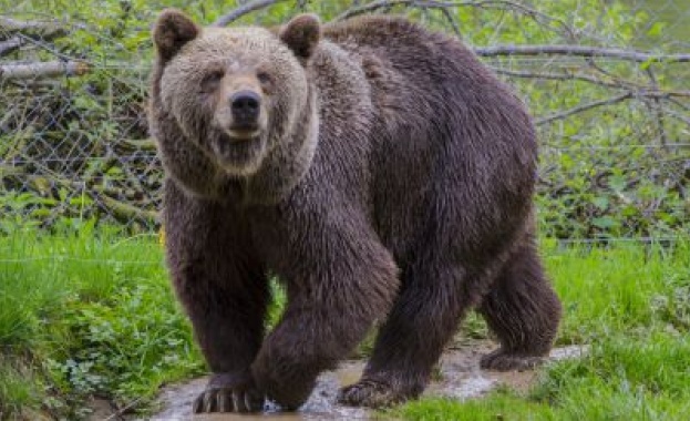 Фотоизложба на тема Спасените 20 години история на Парка за