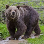 Фотоизложба на парка за мечки Белица в Брюксел