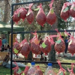 Празник на цалапишкия бабек и вино: Победителите със съвети за производството