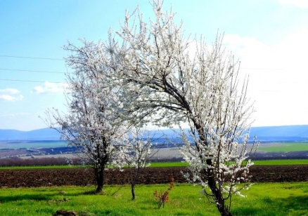 Жълт код за силен вятър за днес