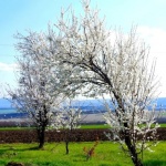 Жълт код за силен вятър за днес