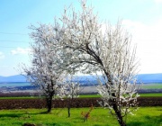 Отново е пролет. Земята е като дете...