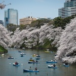 Множество хора се събираха в Токио, за да наблюдават цъфтежа на японските вишни