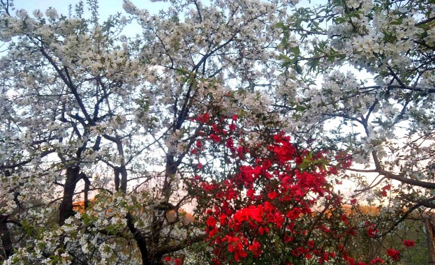 Беше пролет и дърветата полетяха към птиците си Паул Целан