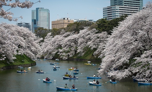 Множество хора се събираха в Токио, за да наблюдават цъфтежа на японските вишни