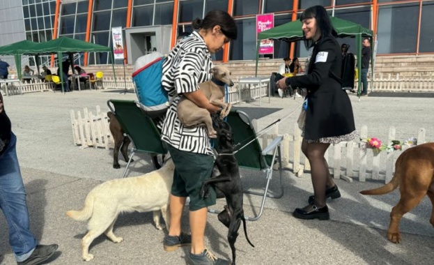 Световни топ кучета на изложба в Пловдив