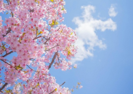 Слънчева събота