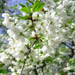 През пролетта аз преброих...