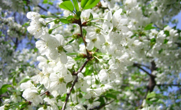 През нощта ще бъде ясно Вятърът ще се ориентира от