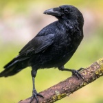 Гарван имитира полицейски сирени в Англия