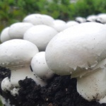 Във Великобритания работят по създаването на пържола от гъби