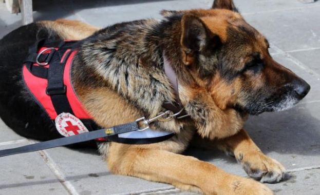 Международен курс за кучета спасители в Банско