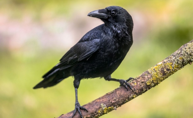 В Англия гарван успя да обърка полицаи успешно имитирайки полицейски