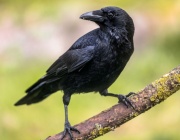 Изследване: Гарваните са по-умни, отколкото се смяташе