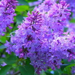 Пролетта вдъхновява...