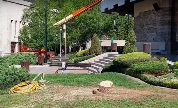 Протест в Дупница заради отсечени дървета пред сградата на общината
