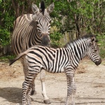 Бебе зебра в Столичния зоопарк 