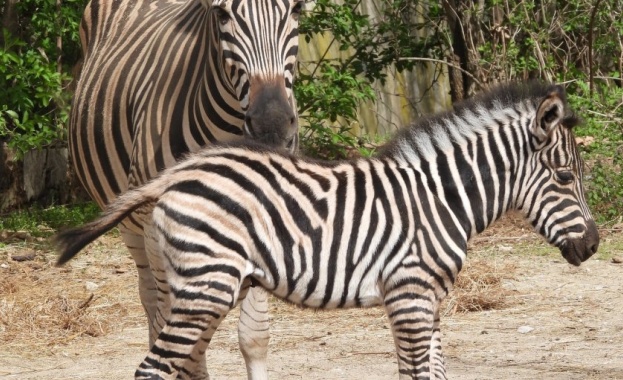 Бебе зебра в Столичния зоопарк 