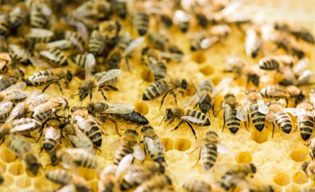 Световният ден на пчелите 20 май е обявен с