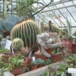 Ботаническата градина на БАН – с вход свободен за празниците