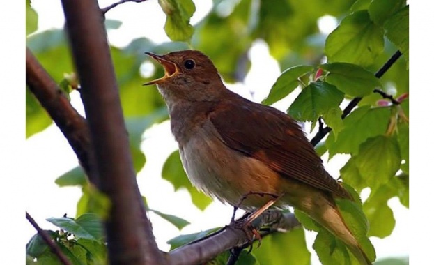 Май е най добрият месец защото през май славеите пеят Хариет