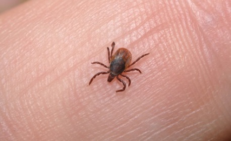 Сезонът на кърлежите