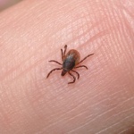 Сезонът на кърлежите