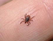 Сезонът на кърлежите